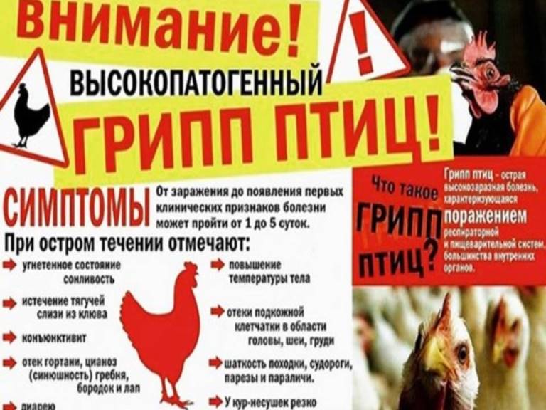 Птичий грипп.